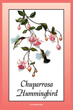 Chuparrosa-Encased-Vigil-Light-Candle-at-the-Missionary-Independent-Spiritual-Church-in-Forestville-California
